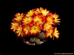 Sulcorebutia tarabucoensis v. callecallensis L389 2161